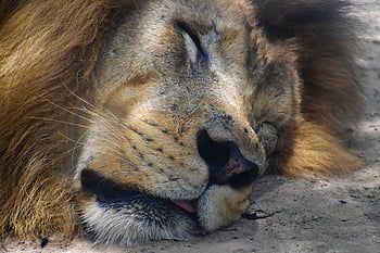 Leone, animale, addormentato, natura, gattopardo, predatore, mammifero, felino, criniera, habitat, dormire