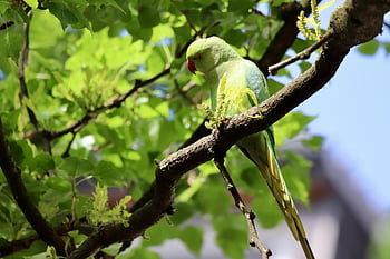 parakeet, ring-necked Parakeet, parrot, bird, green Parakeet, beak, feathers, plumage, red Beak, invasive Art, close Up