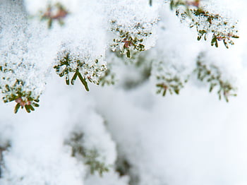 snow, winter, background, tree, forest, outdoor, snowflake, white, frozen, nature, season