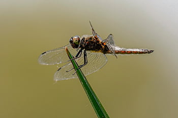hmyz, vážka, entomologie, makro, druh, volně žijících živočichů, fauna, křídla, Příroda, pronásledovatel, posazený