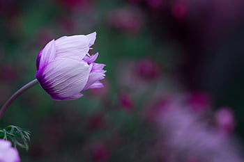 lila Blume, Makrofotografie, lebendige Nahaufnahme, lila Anemone, in Blüte, unscharfer Hintergrund, Blumenfotografie, Naturfotografie, lila Blütenblätter, Gartenblumen, Weicher Fokus