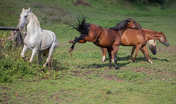 paarden, koppelen, merrie, ruin, mal, weide, Turf War