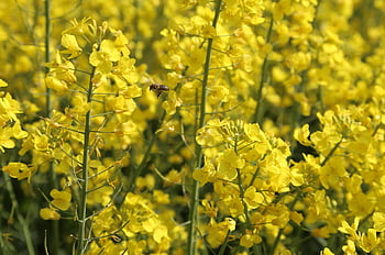bees, flying, oilseed Rape, field, approach, honey, nectar, collect, landscape, nature