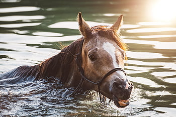 horse, pony, lake, water, swim, foal, animal, brown Horse, mare, yearling, equine