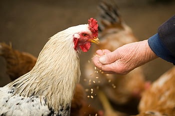 osoba krmení kuře, bílé kuře, venkovní, venkovské farmě, Rooster Jíst zrna, ruční krmení, detail, Nastavení farmy, kuřecí farma, zrna, kohout