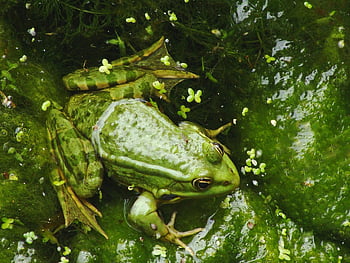 zelená žába, detail, přirozené prostředí, voda, zeleň, obojživelník, volně žijících živočichů, rybník, Příroda, fotografie žáby, životní prostředí
