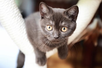 brățară scurtă, pisică, pisoi, animal, animal domestic, pisica domestica, natură, ochi de pisica, ochi, vedere, față