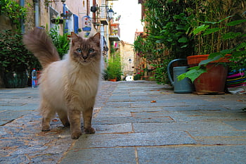 kočky, kočka, provence, zvíře, provencal, domácí zvíře, Francie, scénický, vesnice