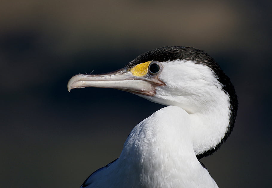 Australian Pied Cormorant, Phalacrocorax varius, Pied Shag, New Zealand Birds, Sea birds, yellow-faced cormorant, coastal landscapes, medium-sized cormorant, elegant birds, straight-flying birds, diverse shorelines