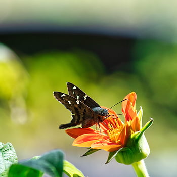 butterfly, flower, spring, summer, nature, flora, pollination, plant, wings, bloom