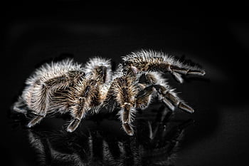 tarantula, close-up, black and brown, hairy, macro shot, exotic features, creepy, detailed, spider, arachnid, wildlife photography