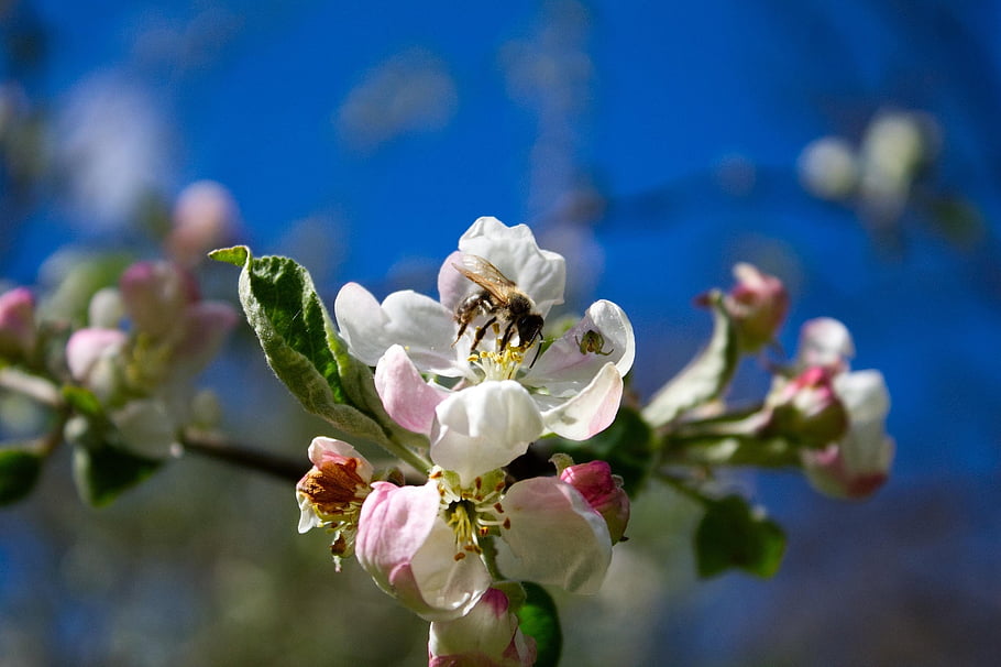 flowers, cherry Blossom, bee, pollination, insect, nature, flora, animal, garden, blossom, bloom