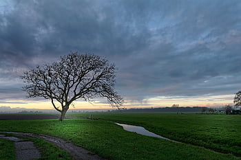 clouds, pasture, sunlight, tree, ditch, horizon, nature, rural