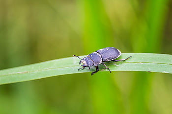 lucanus Cervus, the Deer Bug, stag-beetle, black Insect, nature, animal, insect, wild, biology, wildlife