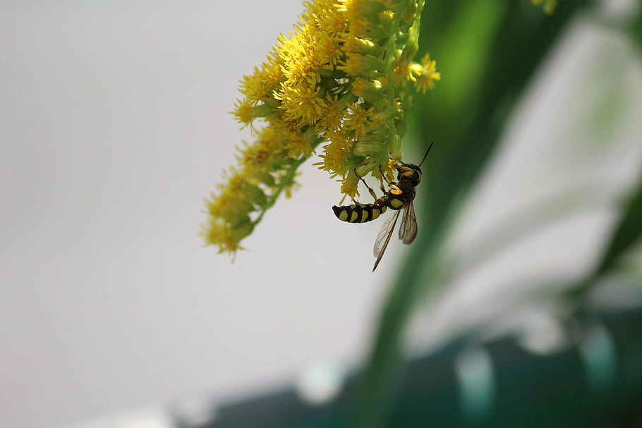 wasp, flower, wings, insects