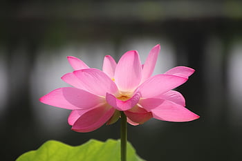 lotus, květ, rostlina, okvětní lístky, leknín, kvetoucí, krásné květiny, květinové pozadí, vodní rostliny, flóra, rybník