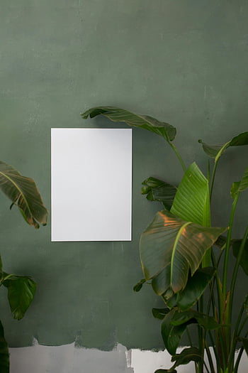 üres papír, zöld fal, minimalista poszter, botanikai téma, trópusi növények, lakberendezési tárgyak, fehér lap, beltéri növények, zöld háttér, minimalista design, növényi dekoráció