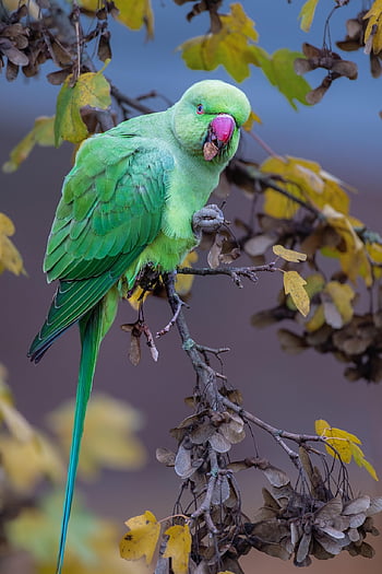 bird, parakeet, parrot, nature, plumage, ring-necked Parakeet, green Bird, beak, red Beak, tropical, ornithology