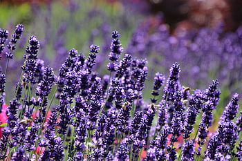 levandule, vůně, provence, byliny, květenství, letní, aroma, rostlin, labiatae, aromatický, louka