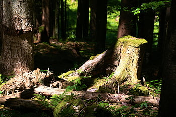 forest, wilderness, tree Stump, nature, moss, woods, outdoors