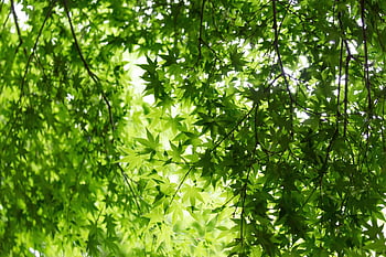 leaves, foliage, tree, full Hd Wallpaper, cool Backgrounds, mac Wallpaper, Wallpaper, free Background, laptop Wallpaper, desktop Backgrounds, Wallpaper 1920x1080