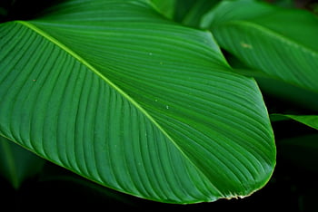 green Leaves, plant, stripped Patterned, foliage, nature