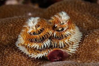 christmas Tree Worm, worm, underwater, nature, sea, beach, ocean, tropical, wildlife, animal, sealife