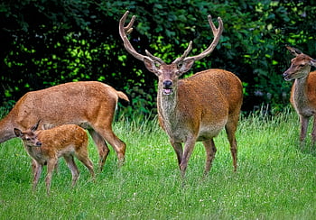 Jelen, srna, zadní, tele, savec, zvíře, volně žijících živočichů, přežvýkavec, býložravec, fauna