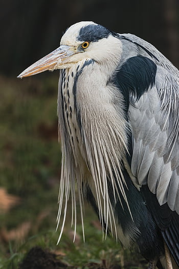 bird, heron, ornithology, species, fauna, avian, nature, animal, beak, wildlife, blue
