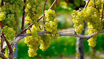 winogrona, winorośl, świeże winogrona, świeże owoce, owoce, żniwa, produkować, organiczny, Słodkie, wino, Rebstock
