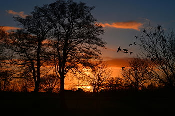 sunset, birds flying, trees silhouetted, vibrant sky, captivating sunset, afternoon, nature scene, orange sky, wildlife photography, landscape photography, dusk