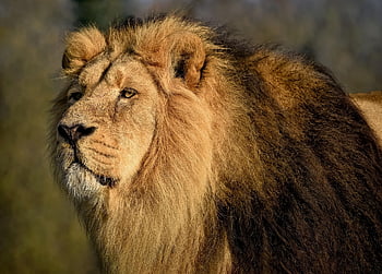 asiatic Lion, lion, feline, hunter, predator, mammal, mane, wild Cat, big Cat, nature, wildlife