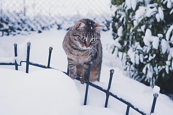 cat, feline, tabby, snow, animal, wild, pet, frost, fur, cute, cold