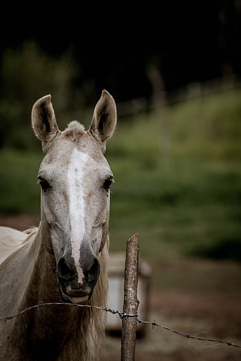 horse, animal, brown, field, equine, nature, pasture, farm