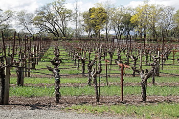 vinice, napa, údolí, hrozny, víno, vinařství, Kalifornie, vinná réva