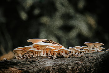 bílé houby, dřevo, les, padlý log, divoké houby, detail, Příroda, venkovní, přírodní, houby, clusteru