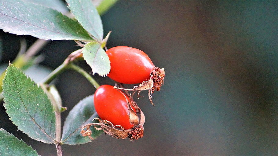 rosehips, autumn, red, green, health, nature, healthy, decoration, thanksgiving, garden