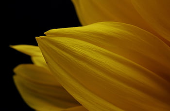 flower, cool Backgrounds, beautiful Nature, petal, stem, flora, floral, nature Background, flower Background, flower Wallpaper, mac Wallpaper