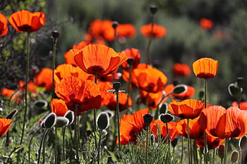 remembrance Day, poppy, red, beautiful Flowers, flower, war, flower Wallpaper, poppies, nature, memorial, day