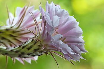 λουλούδι κάκτων, echinopsis, κάκτος, άνθος, ανθίζω, διακοσμητικό φυτό, λουλούδι, ανθοφορίας κάκτος, φράζω