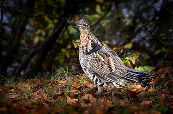 tetřev, zvíře, Příroda, potrhaný tetřev, pták, volně žijících živočichů, peří, fauna, divočina