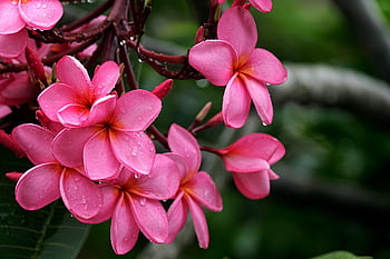 plumeria, flowera, plantă, Frangi Pani, petale, a inflori, floră, natură, a închide, floare