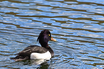 anatra tufted, uccello acquatico, lago, natura, anatra, parco, animale