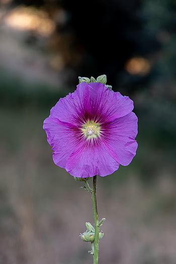 hollyhock, phone Wallpaper, flower, plant, purple Flower, petals, bloom, flora, nature, wallpaper, Çiçek Duvar Kağıdı