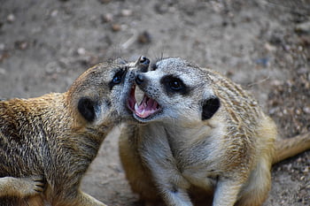 surikaty, zvířat, savců, bojování, zoo, divoký, volně žijících živočichů, fotografování divoké zvěře, surové, živočišného světa, Příroda