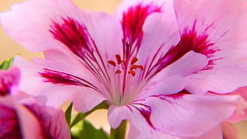 geranium, flower, petals, stamen, pistils, pollen, pink Flower, bloom, plant, closeup, red