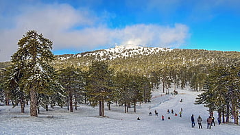 trees, forest, snow, peak, winter, winter Scenery, nature, troodos, cyprus, olympos