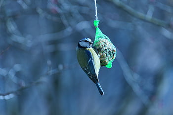 クレステッドシジュウカラ、 青シジュウカラ、 鳥、 肖像画、 可愛い、 フード、 動物たち、 自然、 外側、 脊椎動物、 閉じる
