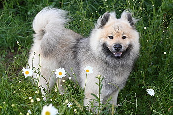 Pes, eurasier pes, Eurasier hřebce, společník, Německé plemeno Eurasiera, psí, domácí zvíře, Příroda, zvíře, Eurasier Olaf