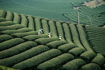 vietnam, farming, agriculture, plantation, son La, countryside